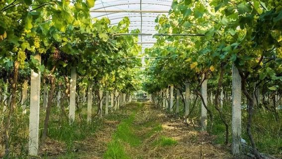 Vineyard at Jiulong Island