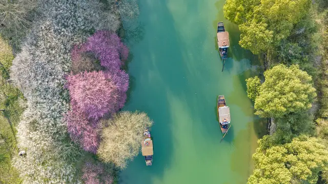 Plum Blossom Viewing in Hangzhou