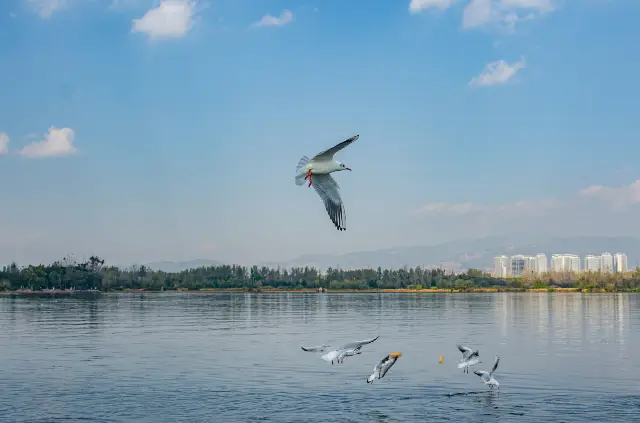 Bird Watching in Xichang