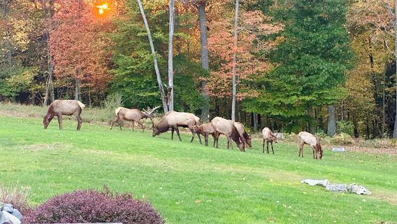 Elk Country Visitor Center (Keystone Elk Country Alliance)