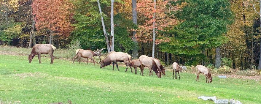 Elk Country Visitor Center (Keystone Elk Country Alliance)