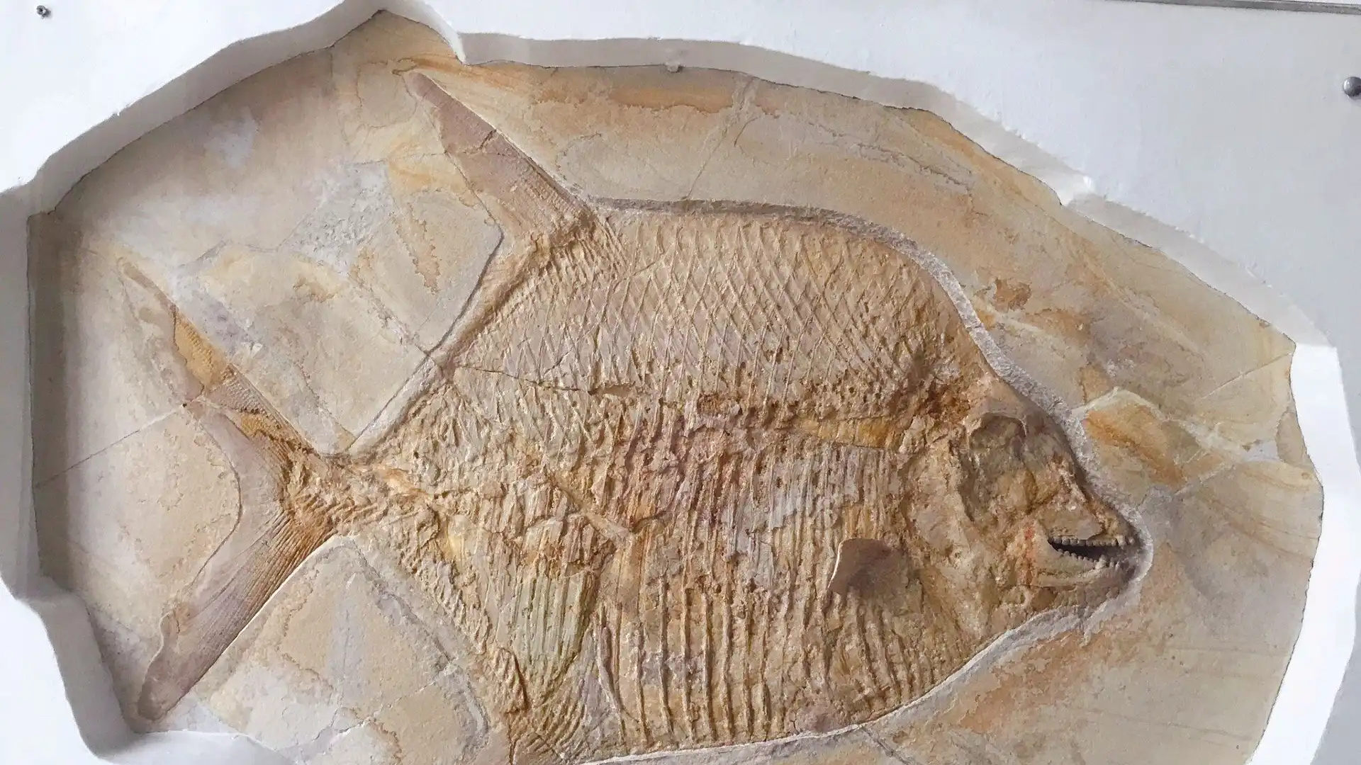 Hotels near Palaeontological Museum, Munich