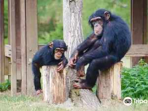 Wild World Safari Park