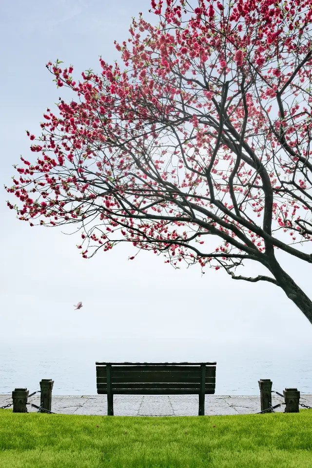 Peach Blossom Viewing in Hangzhou