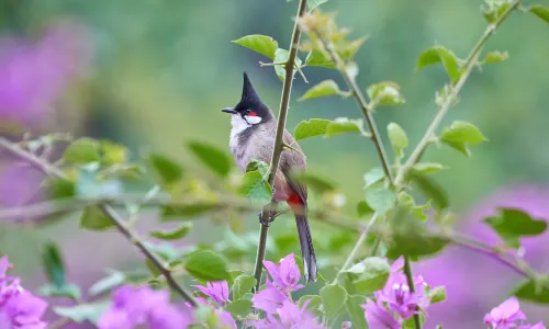 Birdwatching in Baiyunshan