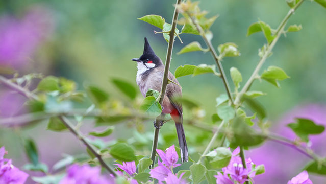 Bird Watching in Baiyun Mountain