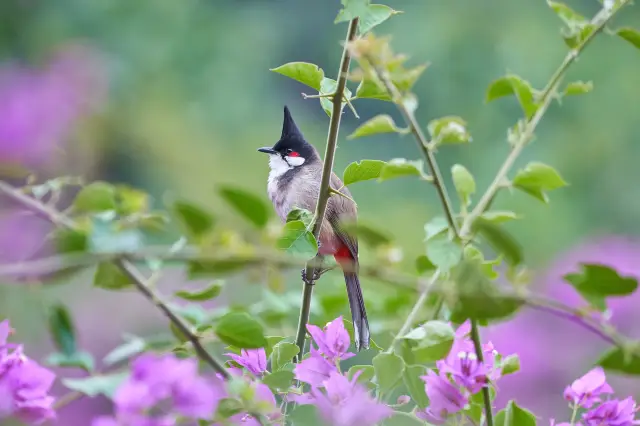 Bird Watching in Baiyun Mountain
