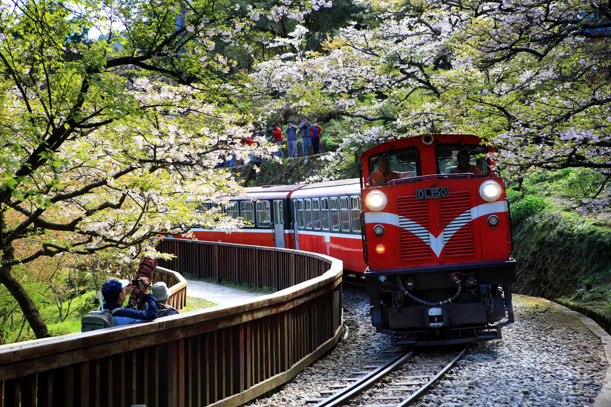 Alishan National Scenic Area