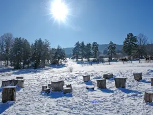 Tsigov Chark