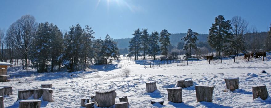 Tsigov Chark