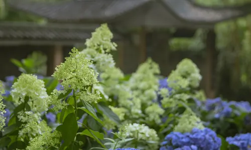 Guangxi Botanical Garden of Medicinal Plants