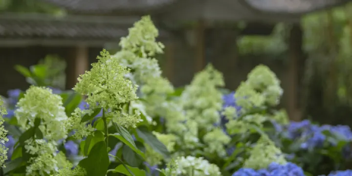 廣西藥用植物園