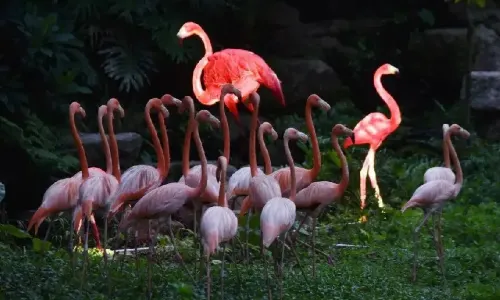 Safari Park Shenzhen