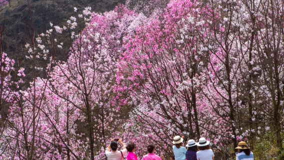 Jiuhuang Mountain 14th Ancient Magnolia Flower Festival