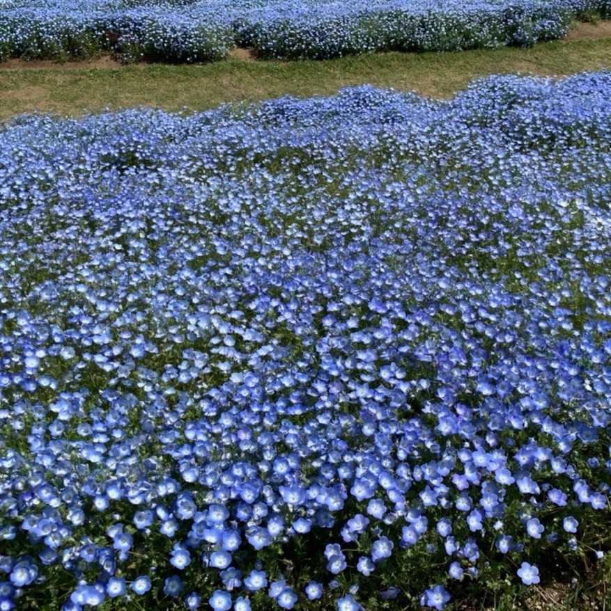 すっかり春の心地よい季節になりましたね Trip Com 富津 トラベルガイド
