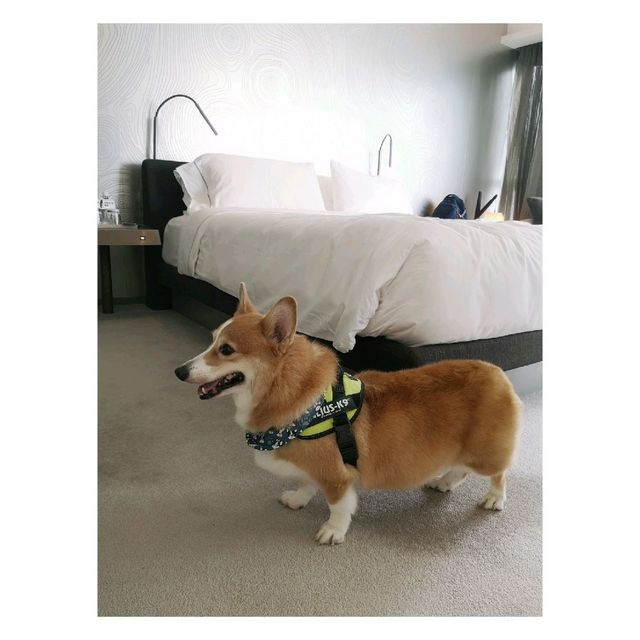 W HK 寵物酒店 由Staycation進化到Dogcation🐶