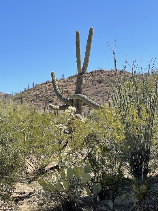 サワロ国立公園のレビュー サワロ国立公園のチケット サワロ国立公園の割引 サワロ国立公園の交通機関 所在地 営業時間 サワロ国立公園周辺の観光スポット ホテル グルメ Trip Com