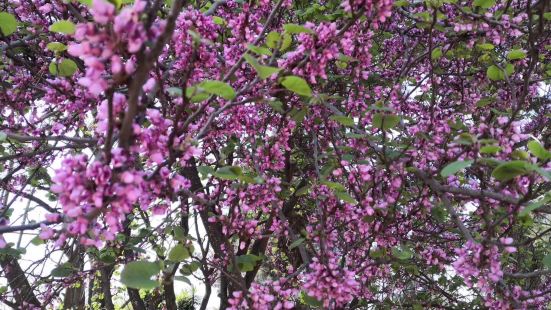 繁花似锦又野趣横生的约堡内斯堡植物园，春天美好，生命万岁🙌
