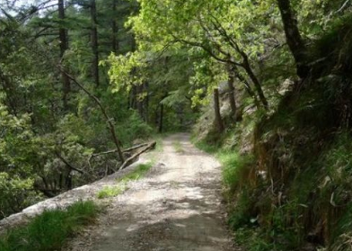 Shimla