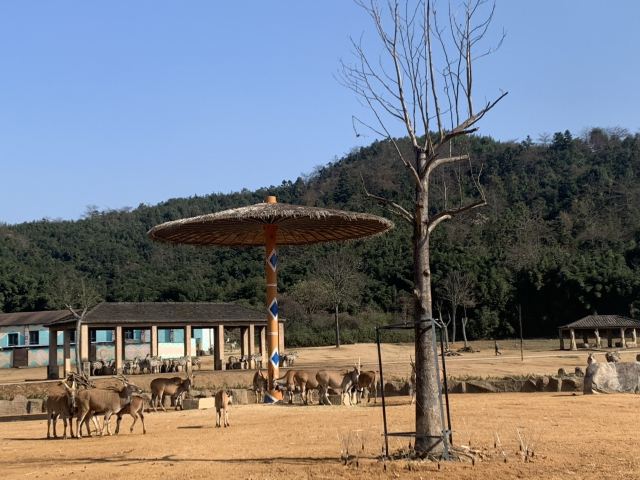 항저우 야생동물원(항주 야생동물세계)