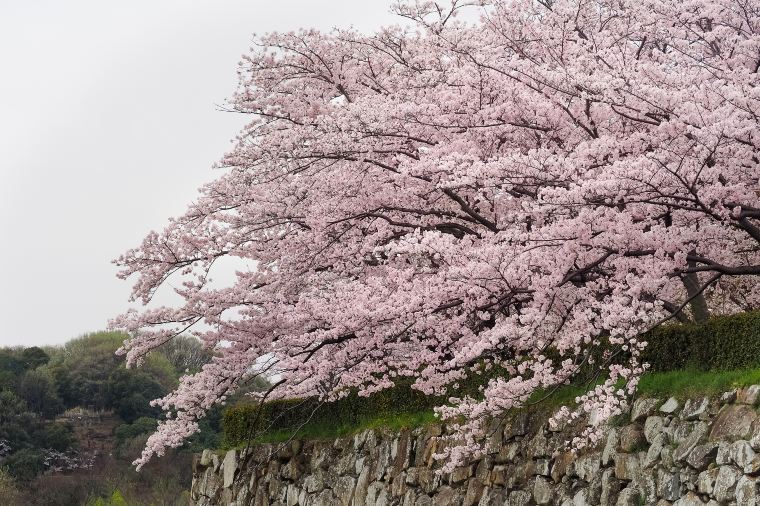 cheap flights to Fukuoka