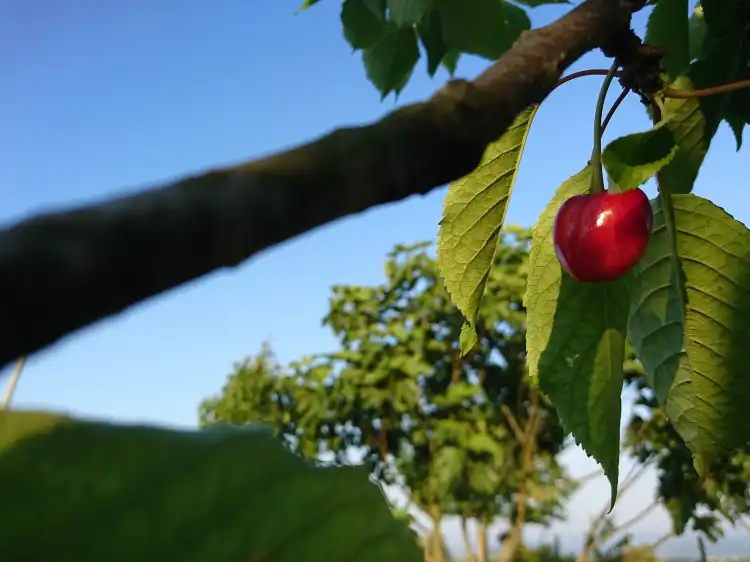 Hotels near Ebk Cami