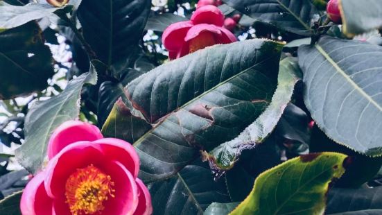 佛山植物园赏茶花的好地方，空气清新，自然、舒适，趣味性强，性