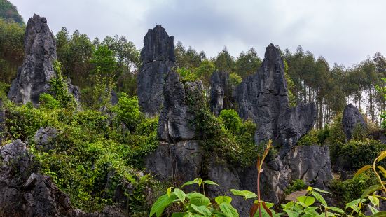 泥凼石林風景區