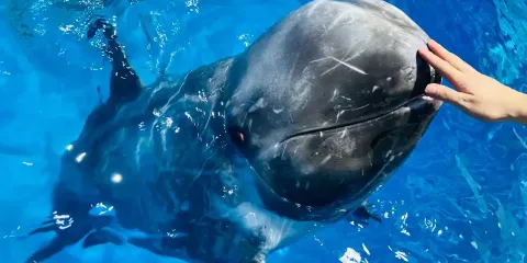 南寧極地海洋世界門票成人