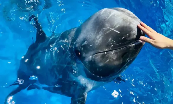 Nanning Polar Ocean World