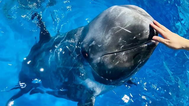 Nanning Polar Ocean World