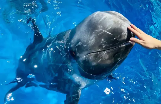 南寧極地海洋世界門票成人