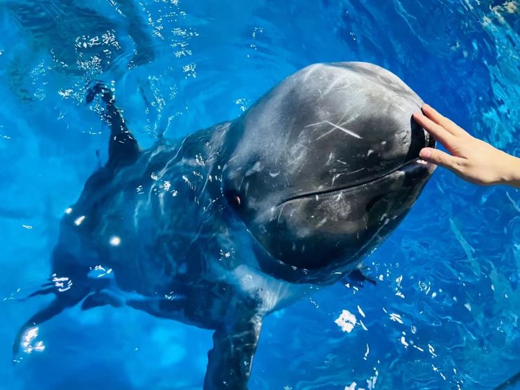 Nanning Polar Ocean World