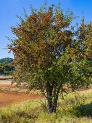 Nature Reserve Strunjan