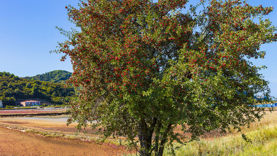 Nature Reserve Strunjan