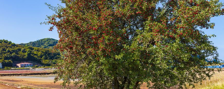 Nature Reserve Strunjan