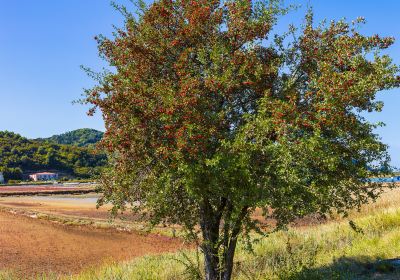 Nature Reserve Strunjan