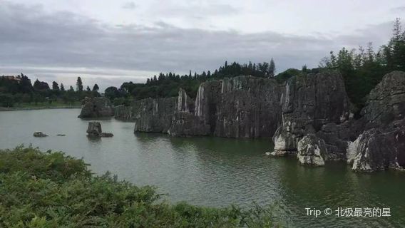 Stone Forest