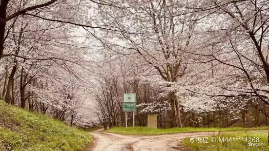 紅楓湖平壩萬畝櫻花園