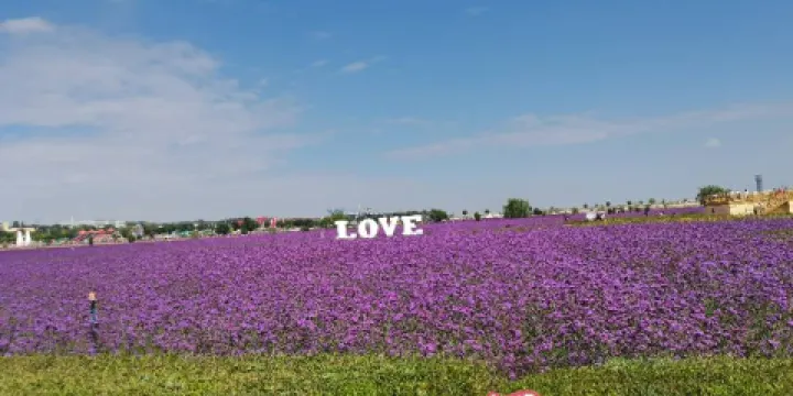 蘭州新區中川機場花海