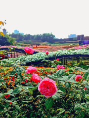 西湖 花の谷