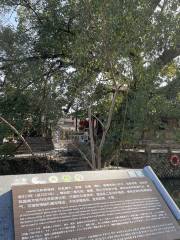 Ancient Camphor Tree