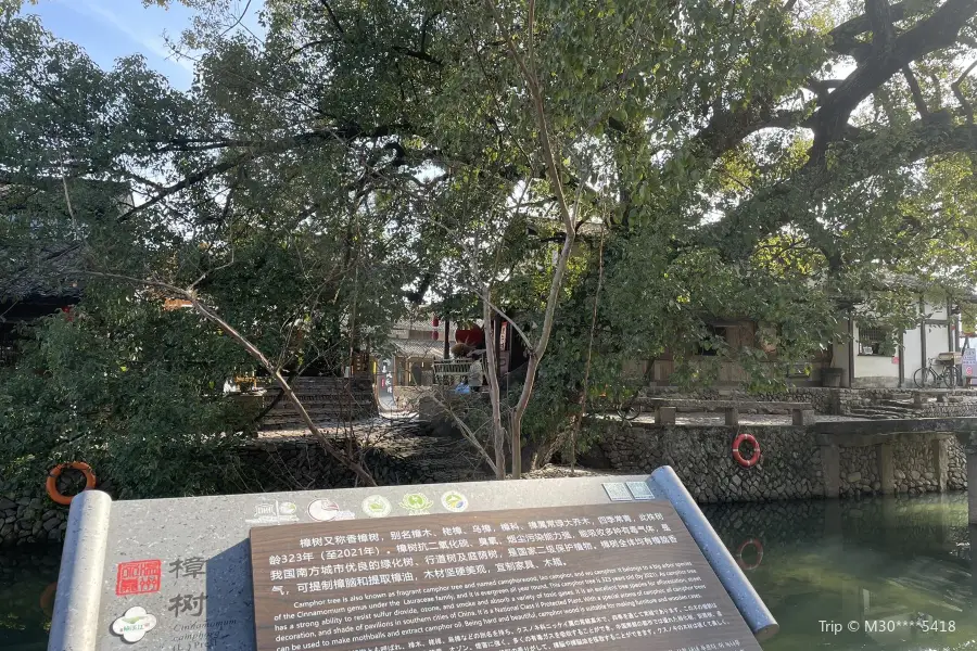 Ancient Camphor Tree