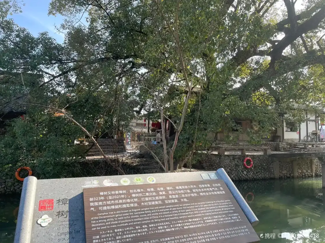 鄰近古樟樹的酒店