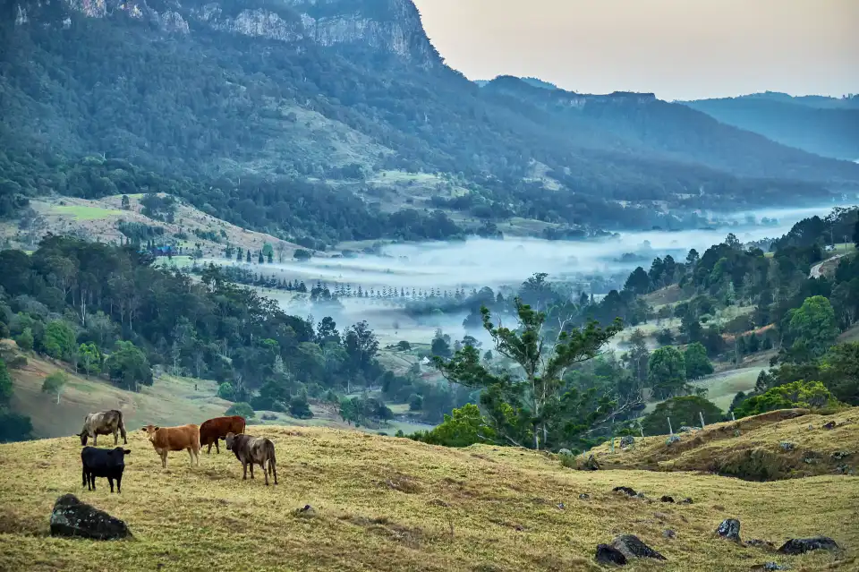 2_Springbrook National Park