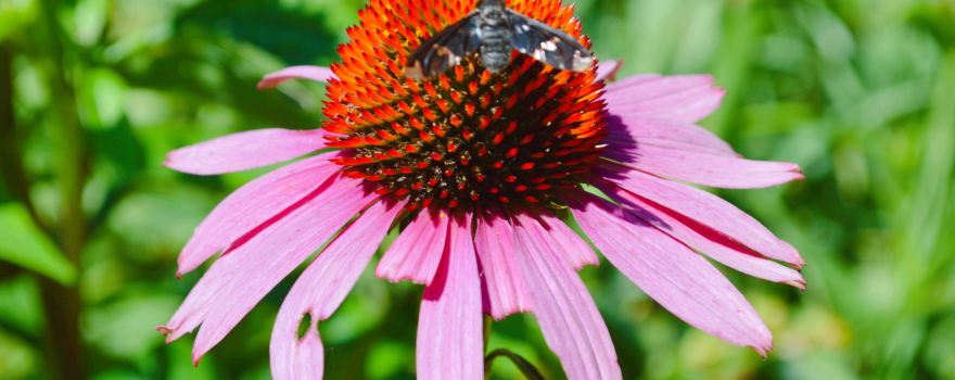 Botanica, The Wichita Gardens
