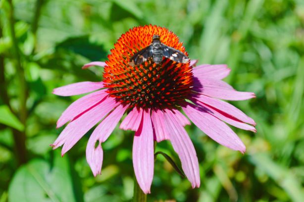 Botanica, The Wichita Gardens