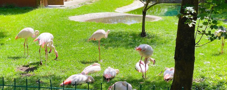 ZOO in Spišská Nová Ves