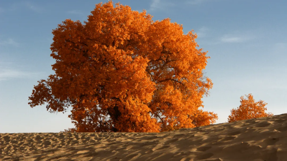 Populus Euphratica King Scenic Area