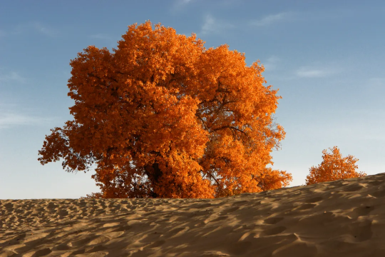 Populus Euphratica King Scenic Area